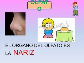 OLFAT
O
EL ÓRGANO DEL OLFATO ES
LA NARIZ
 