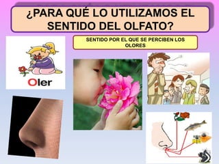 ¿PARA QUÉ LO UTILIZAMOS EL
SENTIDO DEL OLFATO?
SENTIDO POR EL QUE SE PERCIBEN LOS
OLORES
 