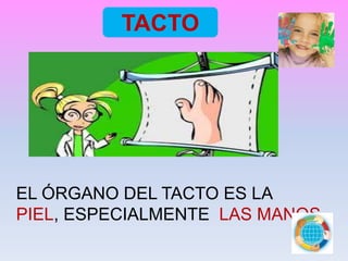 TACTO
EL ÓRGANO DEL TACTO ES LA
PIEL, ESPECIALMENTE LAS MANOS
 