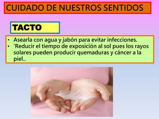 • Asearla con agua y jabón para evitar infecciones.
• 'Reducir el tiempo de exposición al sol pues los rayos
solares pueden producir quemaduras y cáncer a la
piel..
CUIDADO DE NUESTROS SENTIDOS
TACTO
 