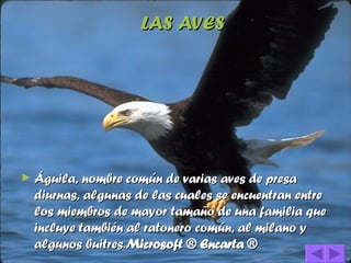 LAS AVES Águila, nombre común de varias aves de presa diurnas, algunas de las cuales se encuentran entre los miembros de mayor tamaño de una familia que incluye también al ratonero común, al milano y algunos buitres. Microsoft ® Encarta ® 