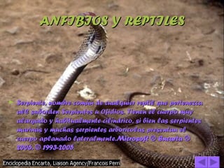ANFIBIOS Y REPTILES Serpiente, nombre común de cualquier reptil que pertenezca alC suborden Serpientes u Ofidios. Tienen el cuerpo muy alargado y habitualmente cilíndrico, si bien las serpientes marinas y muchas serpientes arborícolas presentan el cuerpo aplanado lateralmente. Microsoft ® Encarta ® 2006. © 1993-2005 