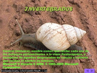 INVERTEBRADOS Caracol (molusco), nombre común que recibe cada uno de los moluscos pertenecientes a la clase Gasterópodos, a excepción de aquellos desprovistos de concha o cubierta que reciben el nombre de babosas. Microsoft ® Encarta ® 2006. © 1993-2005 Microsoft Corporation.   