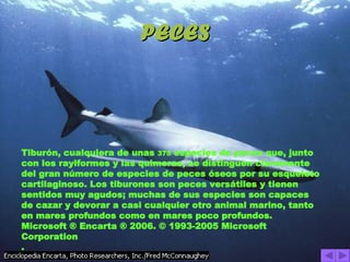 PECES Tiburón, cualquiera de unas  375  especies de peces que, junto con los rayiformes y las quimeras, se distinguen claramente del gran número de especies de peces óseos por su esqueleto cartilaginoso. Los tiburones son peces versátiles y tienen sentidos muy agudos; muchas de sus especies son capaces de cazar y devorar a casi cualquier otro animal marino, tanto en mares profundos como en mares poco profundos. Microsoft ® Encarta ® 2006. © 1993-2005 Microsoft Corporation .   