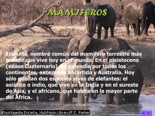 MAMIFEROS Elefante, nombre común del mamífero terrestre más grande que vive hoy en el mundo. En el pleistoceno ( véase  Cuaternario), se extendía por todos los continentes, excepto la Antártida y Australia. Hoy sólo quedan dos especies vivas de elefantes: el asiático o indio, que vive en la India y en el sureste de Asia, y el africano, que habita en la mayor parte del África. 
