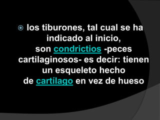  los tiburones, tal cual se ha
indicado al inicio,
son condrictios -peces
cartilaginosos- es decir: tienen
un esqueleto hecho
de cartílago en vez de hueso
 