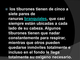  los tiburones tienen de cinco a
siete pares de
ranuras branquiales, que casi
siempre están ubicadas a cada
lado de su cabeza. Algunos
tiburones tienen que nadar
constantemente para respirar,
mientras que otros pueden
quedarse inmóviles totalmente e
incluso en el fondo le llega
totalmente su oxigeno necesario.
 