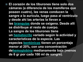  El corazón de los tiburones tiene solo dos
cámaras (a diferencia de los mamíferos que
poseen cuatro), las venas conducen la
sangre a la aurícula, luego pasa al ventrículo
y desde ahí las arterias la llevan a
las branquias donde se oxigena. Desde allí
se distribuye al resto de cuerpo.
La sangre de los tiburones tiene
un hematocrito variado según la actividad y
características de la especie. Las
especies bentónicas tienen un porcentaje
menor al 20%, con una concentración
dehemoglobina medianamente baja (menos
de 6 gr por cada 100 ml de sangre).
 