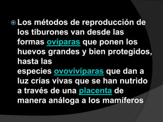  Los métodos de reproducción de
los tiburones van desde las
formas ovíparas que ponen los
huevos grandes y bien protegidos,
hasta las
especies ovovivíparas que dan a
luz crías vivas que se han nutrido
a través de una placenta de
manera análoga a los mamíferos
 