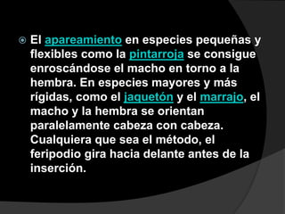  El apareamiento en especies pequeñas y
flexibles como la pintarroja se consigue
enroscándose el macho en torno a la
hembra. En especies mayores y más
rígidas, como el jaquetón y el marrajo, el
macho y la hembra se orientan
paralelamente cabeza con cabeza.
Cualquiera que sea el método, el
feripodio gira hacia delante antes de la
inserción.
 