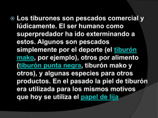  Los tiburones son pescados comercial y
lúdicamente. El ser humano como
superpredador ha ido exterminando a
estos. Algunos son pescados
simplemente por el deporte (el tiburón
mako, por ejemplo), otros por alimento
(tiburón punta negra, tiburón mako y
otros), y algunas especies para otros
productos. En el pasado la piel de tiburón
era utilizada para los mismos motivos
que hoy se utiliza el papel de lija
 