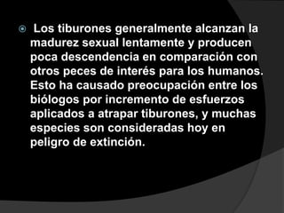  Los tiburones generalmente alcanzan la
madurez sexual lentamente y producen
poca descendencia en comparación con
otros peces de interés para los humanos.
Esto ha causado preocupación entre los
biólogos por incremento de esfuerzos
aplicados a atrapar tiburones, y muchas
especies son consideradas hoy en
peligro de extinción.
 