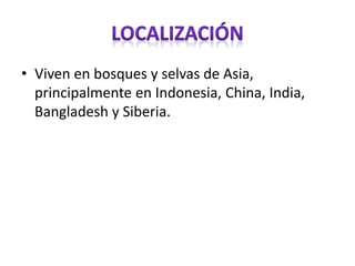 • Viven en bosques y selvas de Asia,
principalmente en Indonesia, China, India,
Bangladesh y Siberia.
 