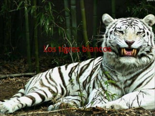 Los tigres blancos 