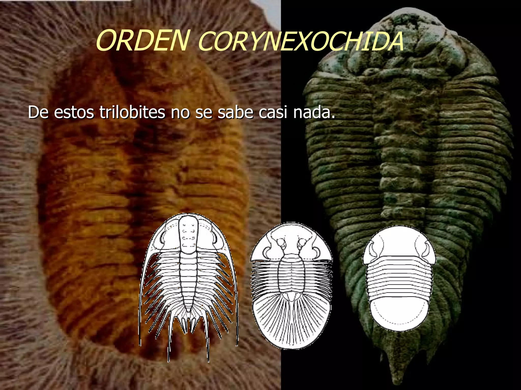 LOS TRILOBITES | PPT