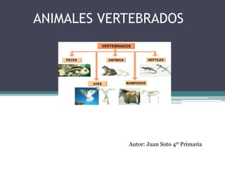 ANIMALES VERTEBRADOS
Autor: Juan Soto 4º Primaria
 