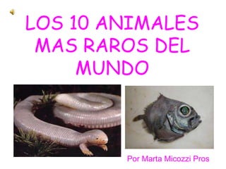LOS 10 ANIMALES
 MAS RAROS DEL
     MUNDO



        Por Marta Micozzi Pros
 