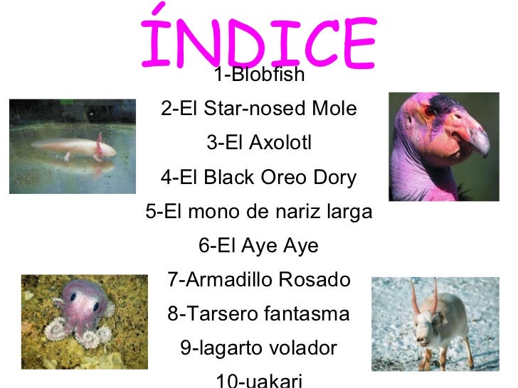 Los 10 animales + raros del mundo3