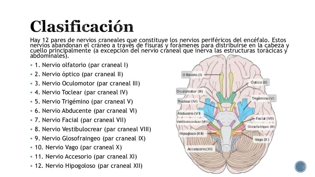 Los 12 pares craneales Los 12 pares craneales