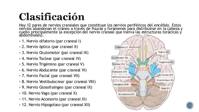 Que son los pares craneales