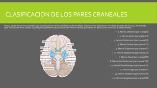 CLASIFICACIÓN DE LOS PARES CRANEALES
Hay 12 pares de nervios craneales que constituye los nervios periféricos del encéfalo. Estos nervios abandonan el cráneo a través de fisuras y forámenes
para distribuirse en la cabeza y cuello principalmente (a excepción del nervio craneal que inerva las estructuras torácicas y abdominales).
 1. Nervio olfatorio (par craneal I)
 2. Nervio óptico (par craneal II)
 3. Nervio Oculomotor (par craneal III)
 4. NervioToclear (par craneal IV)
 5. NervioTrigémino (par cranealV)
 6. Nervio Abducente (par cranealVI)
 7. Nervio Facial (par cranealVII)
 8. NervioVestibulocrear (par cranealVIII)
 9. Nervio Glosofraingeo (par craneal IX)
 10. NervioVago (par craneal X)
 11. Nervio Accesorio (par craneal XI)
 12. Nervio Hipogoloso (par craneal XII)
 