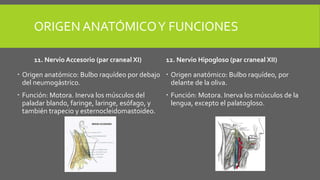 ORIGEN ANATÓMICOY FUNCIONES
11. Nervio Accesorio (par craneal XI)
 Origen anatómico: Bulbo raquídeo por debajo
del neumogástrico.
 Función: Motora. Inerva los músculos del
paladar blando, faringe, laringe, esófago, y
también trapecio y esternocleidomastoideo.
12. Nervio Hipogloso (par craneal XII)
 Origen anatómico: Bulbo raquídeo, por
delante de la oliva.
 Función: Motora. Inerva los músculos de la
lengua, excepto el palatogloso.
 