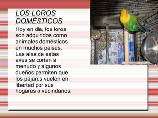 LOS LOROS
DOMÉSTICOS
Hoy en dia, los loros
son adquiridos como
animales domésticos
en muchos paises.
Las alas de estas
aves se cortan a
menudo y algunos
dueños permiten que
los pájaros vuelen en
libertad por sus
hogares o vecindarios.
 
