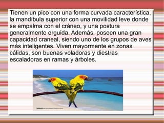 Tienen un pico con una forma curvada característica,
la mandíbula superior con una movilidad leve donde
se empalma con el cráneo, y una postura
generalmente erguida. Además, poseen una gran
capacidad craneal, siendo uno de los grupos de aves
más inteligentes. Viven mayormente en zonas
cálidas, son buenas voladoras y diestras
escaladoras en ramas y árboles.
 