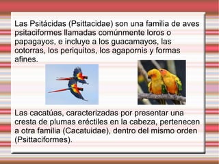 Las Psitácidas (Psittacidae) son una familia de aves
psitaciformes llamadas comúnmente loros o
papagayos, e incluye a los guacamayos, las
cotorras, los periquitos, los agapornis y formas
afines.
Las cacatúas, caracterizadas por presentar una
cresta de plumas eréctiles en la cabeza, pertenecen
a otra familia (Cacatuidae), dentro del mismo orden
(Psittaciformes).
 