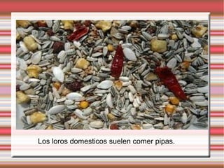 Los loros domesticos suelen comer pipas.
 