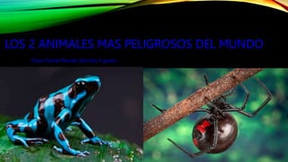 LOS 2 ANIMALES MAS PELIGROSOS DEL MUNDO
Dilian Daniel Montes Sánchez 4 grado
 