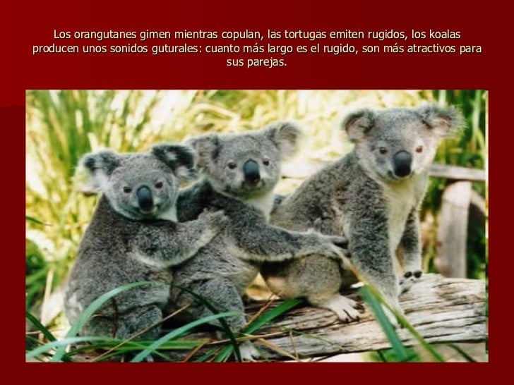apareamiento animales los 30 h 225 bitos de apareamiento animal m 225 s extra 241 os apareamiento animales los 30 h 225 bitos de apareamiento animal m 225 s extra 241 os