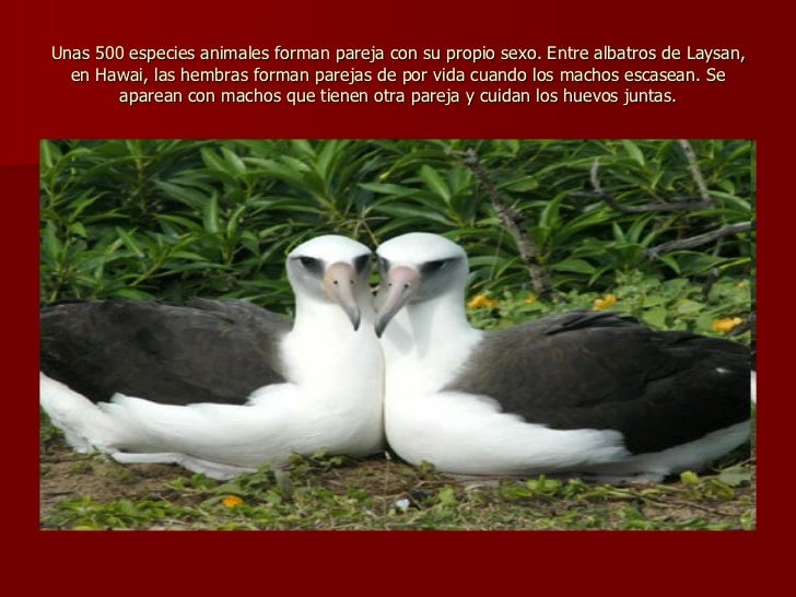 apareamiento animales los 30 h 225 bitos de apareamiento animal m 225 s extra 241 os apareamiento animales los 30 h 225 bitos de apareamiento animal m 225 s extra 241 os