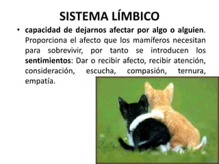 SISTEMA LÍMBICO
• capacidad de dejarnos afectar por algo o alguien.
Proporciona el afecto que los mamíferos necesitan
para sobrevivir, por tanto se introducen los
sentimientos: Dar o recibir afecto, recibir atención,
consideración, escucha, compasión, ternura,
empatía.
 