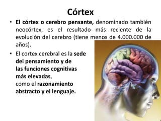 Córtex
• El córtex o cerebro pensante, denominado también
neocórtex, es el resultado más reciente de la
evolución del cerebro (tiene menos de 4.000.000 de
años).
• El cortex cerebral es la sede
del pensamiento y de
las funciones cognitivas
más elevadas,
como el razonamiento
abstracto y el lenguaje.
 