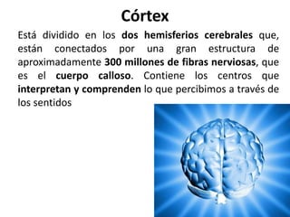 Córtex
Está dividido en los dos hemisferios cerebrales que,
están conectados por una gran estructura de
aproximadamente 300 millones de fibras nerviosas, que
es el cuerpo calloso. Contiene los centros que
interpretan y comprenden lo que percibimos a través de
los sentidos
 