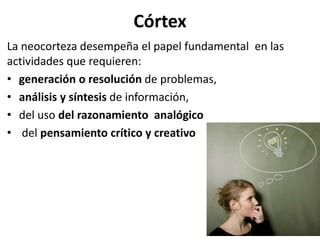 Córtex
La neocorteza desempeña el papel fundamental en las
actividades que requieren:
• generación o resolución de problemas,
• análisis y síntesis de información,
• del uso del razonamiento analógico
• del pensamiento crítico y creativo
 