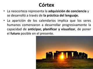 Córtex
• La neocorteza representa la adquisición de conciencia y
se desarrolló a través de la práctica del lenguaje.
• La aparición de los calendarios implica que los seres
humanos comenzaron a desarrollar progresivamente la
capacidad de anticipar, planificar y visualizar, de poner
el futuro posible en el presente.
 