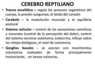 CEREBRO REPTILIANO
• Tronco encefálico – regula los procesos vegetativos del
cuerpo, la presión sanguínea, el latido del corazón
• Cerebelo – la modulación muscular y el equilibrio
postural
• Sistema reticular – control de las sensaciones somáticas
y viscerales (control de la percepción del dolor), control
del sistema nervioso autónomo, endocrino, influye sobre
los relojes biológicos, el nivel de conciencia.
• Ganglios basales - se asocian con movimientos
voluntarios realizados de forma principalmente
inconsciente, - en tareas rutinarias.
 