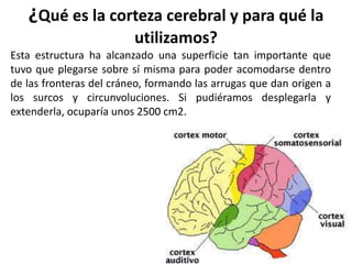 ¿Qué es la corteza cerebral y para qué la
utilizamos?
Esta estructura ha alcanzado una superficie tan importante que
tuvo que plegarse sobre sí misma para poder acomodarse dentro
de las fronteras del cráneo, formando las arrugas que dan origen a
los surcos y circunvoluciones. Si pudiéramos desplegarla y
extenderla, ocuparía unos 2500 cm2.
 