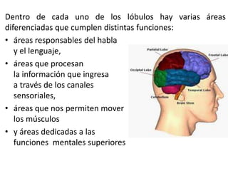 Dentro de cada uno de los lóbulos hay varias áreas
diferenciadas que cumplen distintas funciones:
• áreas responsables del habla
y el lenguaje,
• áreas que procesan
la información que ingresa
a través de los canales
sensoriales,
• áreas que nos permiten mover
los músculos
• y áreas dedicadas a las
funciones mentales superiores
 