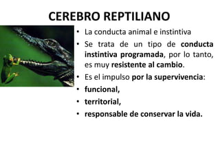 CEREBRO REPTILIANO
• La conducta animal e instintiva
• Se trata de un tipo de conducta
instintiva programada, por lo tanto,
es muy resistente al cambio.
• Es el impulso por la supervivencia:
• funcional,
• territorial,
• responsable de conservar la vida.
 