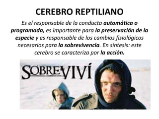 CEREBRO REPTILIANO
Es el responsable de la conducta automática o
programada, es importante para la preservación de la
especie y es responsable de los cambios fisiológicos
necesarios para la sobrevivencia. En síntesis: este
cerebro se caracteriza por la acción.
 