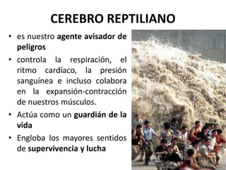 CEREBRO REPTILIANO
• es nuestro agente avisador de
peligros
• controla la respiración, el
ritmo cardíaco, la presión
sanguínea e incluso colabora
en la expansión-contracción
de nuestros músculos.
• Actúa como un guardián de la
vida
• Engloba los mayores sentidos
de supervivencia y lucha
 