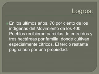  En los últimos años, 70 por ciento de los
 indígenas del Movimiento de los 400
 Pueblos recibieron parcelas de entre dos y
 tres hectáreas por familia, donde cultivan
 especialmente cítricos. El tercio restante
 pugna aún por una propiedad.
 