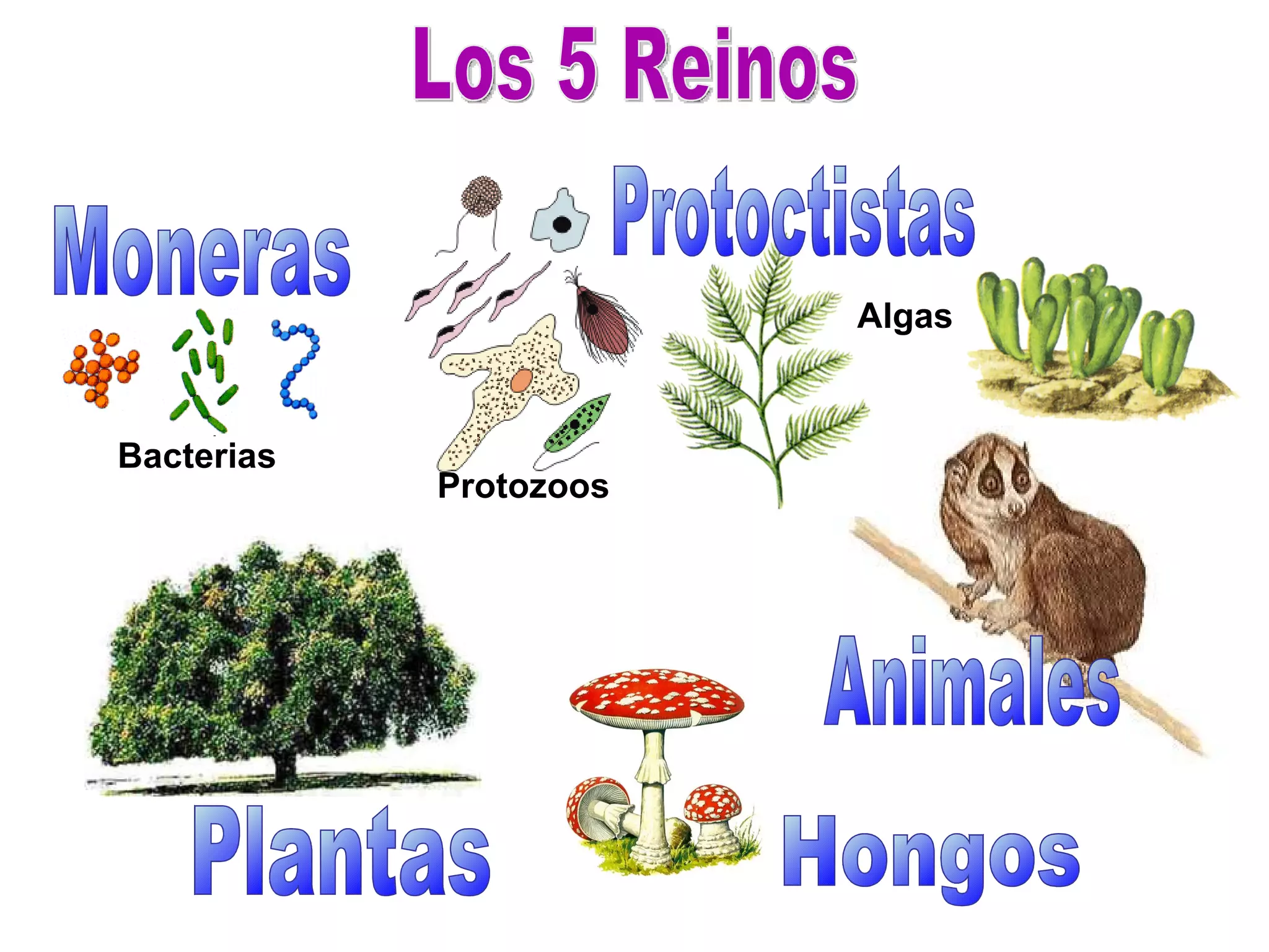 Los 5 reinos | PPT