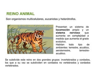 Unidad 5: Clasificaci ón de los seres vivos Los cinco reinos Santillana Son organismos multicelulares, eucariotas y heter ótrofos. REINO ANIMAL  Presentan un sistema de  locomoción  propio y un  sistema nervioso  que aumenta en complejidad a medida que aumenta el grado evolutivo. Habitan todo tipo de ambientes: terrestre, acuático, aeroterrestre, terrestre- acuático. Se subdivide este reino en dos grandes grupos: invertebrados y cordados, los que a su vez se subdividen en cordados no vertebrados y cordados vertebrados. 