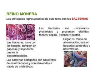 Santillana Las principales representantes de este reino son las  BACTERIAS  REINO MONERA Las bacterias son unicelulares procariotas y presentan distintas formas: espiral, esférica y bastón. Según su modo de alimentación, existen bacterias autótrofas y heterótrofas. Las bacterias, junto con los hongos, cumplen un papel muy importante, que es la descomposición. Las bacterias patógenas son causantes de enfermedades y son eliminadas a través de antibióticos. 