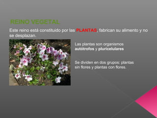 Este reino está constituido por las PLANTAS, fabrican su alimento y no
se desplazan.
REINO VEGETAL
Las plantas son organismos
autótrofos y pluricelulares
Se dividen en dos grupos: plantas
sin flores y plantas con flores.
 