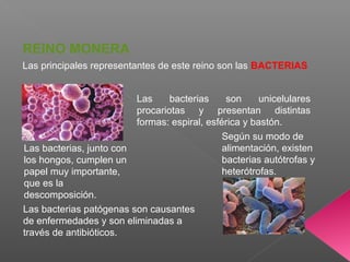 Las principales representantes de este reino son las BACTERIAS
REINO MONERA
Las bacterias son unicelulares
procariotas y presentan distintas
formas: espiral, esférica y bastón.
Según su modo de
alimentación, existen
bacterias autótrofas y
heterótrofas.
Las bacterias, junto con
los hongos, cumplen un
papel muy importante,
que es la
descomposición.
Las bacterias patógenas son causantes
de enfermedades y son eliminadas a
través de antibióticos.
 